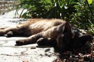 pet-tomcat-rest-peace-nature-186779.jpg