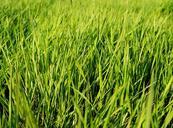 pasture-grass-landscape-green-328177.jpg