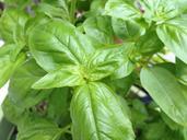 fresh-basil-herb-655627.jpg