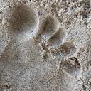 sand-footprint-in-the-sand-beach-1196457.jpg