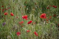 summer-meadow-swedish-summer-poppy-823511.jpg