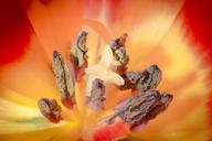 pistil-pollen-tulip-macro-nature-324730.jpg