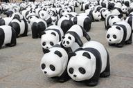 panda-exhibition-show-exhibit-813749.jpg