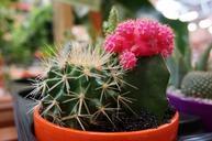 Flower-pot-with-variety-of-succulents-in-the-plant-store.jpg