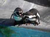 penguins-animals-water-birds-swim-92988.jpg