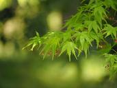 fresh-green-spring-leaf-maples-728505.jpg