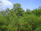 mangroves-terekhol-river-estuary-382373.jpg