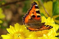 peacock-butterfly-butterfly-flower-504515.jpg