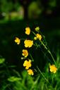 buttercup-pointed-flower-flowers-1365863.jpg