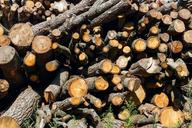 firewood-drome-tree-forest-pile-1540686.jpg