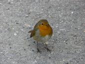 robin-bird-animals-95985.jpg