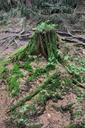 trunk-forest-moss-trees-plants-71239.jpg