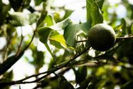 lemon-green-lime-fruits-fruit-998375.jpg