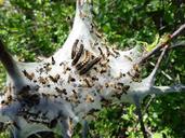 caterpillar-insects-nest-nature-329225.jpg