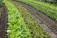 salad-rows-discount-planting-green-500157.jpg