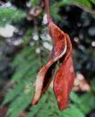 seed-pod-split-open-brown-curved-216560.jpg