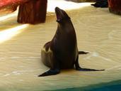 seal-animal-meeresbewohner-robbe-406735.jpg