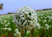 onion-flower-honeybee-seed-farming-284499.jpg