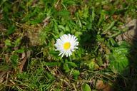 daisy-flower-blossom-bloom-white-324077.jpg