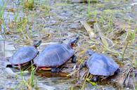 turtles-reptile-tortoise-wildlife-371613.jpg