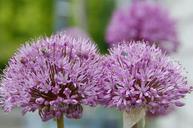 garlic-flower-garden-nature-112325.jpg