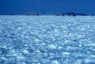 Caribou crossing snowy tundra.jpg