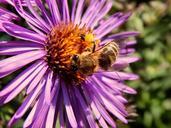 bee-pollen-macro-insect-flower-454131.jpg