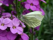 butterfly-spring-green-veined-white-645527.jpg