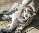 lemur-young-eating-wildlife-454522.jpg