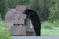 Black_bear_and_dumpster.jpg