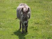 donkey-pasture-mule-livestock-361664.jpg