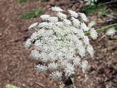 weed-flower-white-cluster-queen-18347.jpg