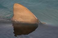 shark-fin-water-animal-predator-670021.jpg