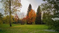 park-tree-foliage-october-nature-1019167.jpg