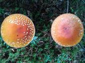 mushroom-fungi-nature-forest-509119.jpg