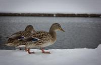 duck-snow-beak-waddles-525756.jpg