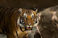 siberian-tiger-tiger-siberian-1209680.jpg