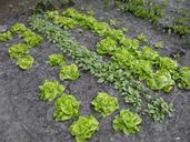 kitchen-garden-vegetable-lettuce-788629.jpg