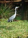 heron-crane-africa-kenya-1028301.jpg