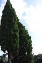 tree-tuscany-italy-europe-652039.jpg