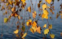 birch-autumn-autumn-colours-leaves-543036.jpg