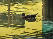 duck-nature-lake-451655.jpg