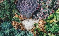 succulents-plants-garden-nature-1030982.jpg