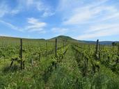 vineyards-grapes-read-vines-fruits-412576.jpg