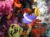 indonesia-underwater-coral-reef-1114790.jpg