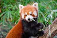 Red_Panda.jpg