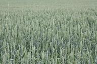 wheat-summer-field-mature-673499.jpg