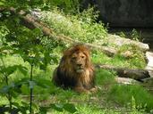 lion-king-of-the-beasts-big-cat-547545.jpg