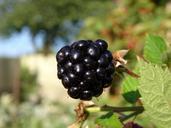 blackberry-orchard-fruit-958401.jpg