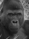 gorilla-primate-ape-monkey-zoo-315889.jpg